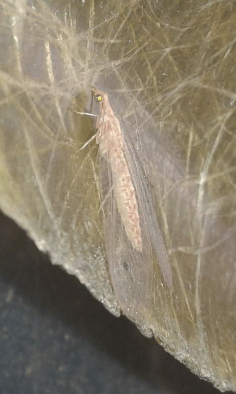 Chrysopidae: Chrysoperla sp.